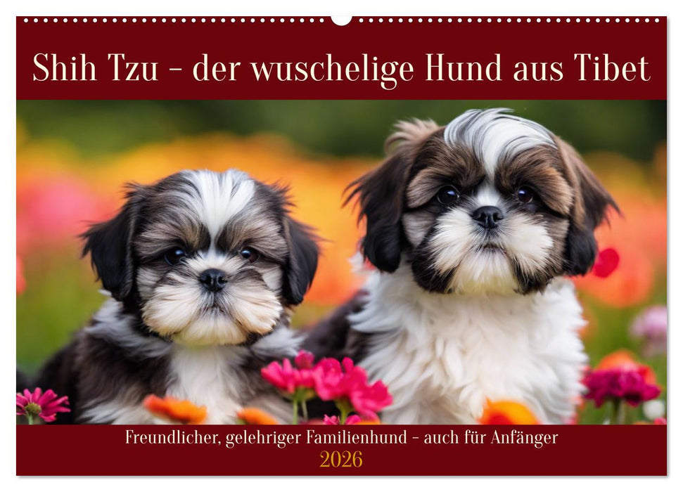 Shih Tzu - der wuschelige Hund aus Tibet (CALVENDO Wandkalender 2026)