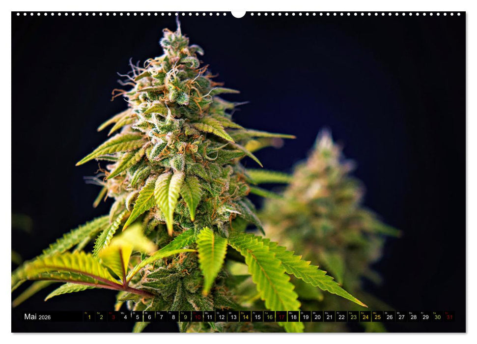 Faszination Cannabis (CALVENDO Wandkalender 2026)