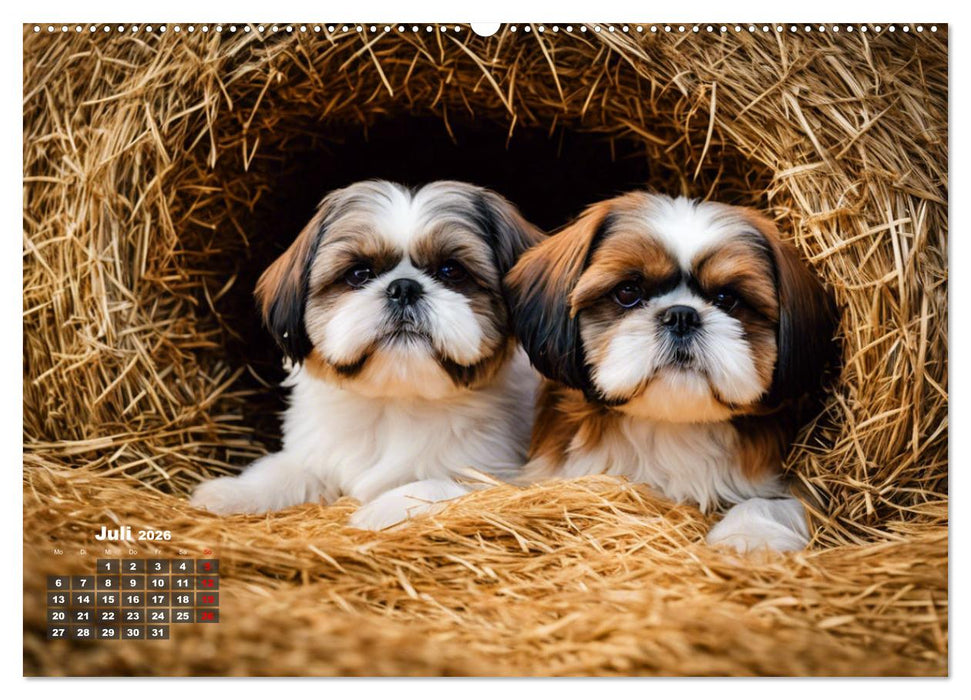 Shih Tzu - der wuschelige Hund aus Tibet (CALVENDO Premium Wandkalender 2026)
