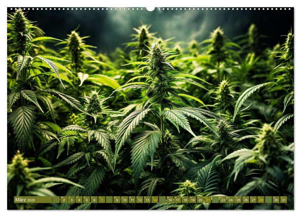 Faszination Cannabis (CALVENDO Premium Wandkalender 2026)