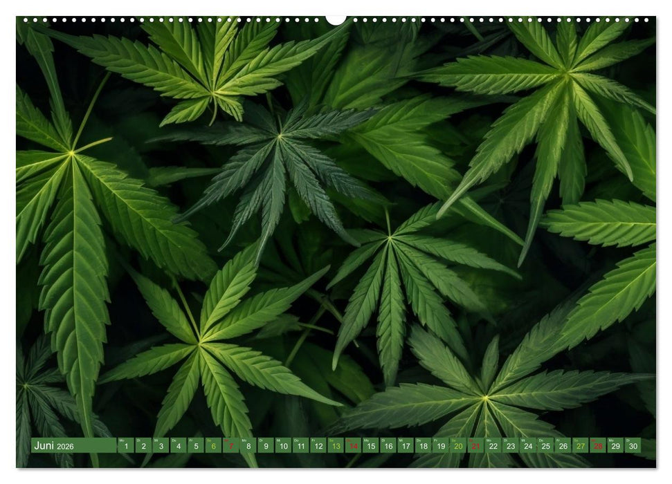 Faszination Cannabis (CALVENDO Premium Wandkalender 2026)