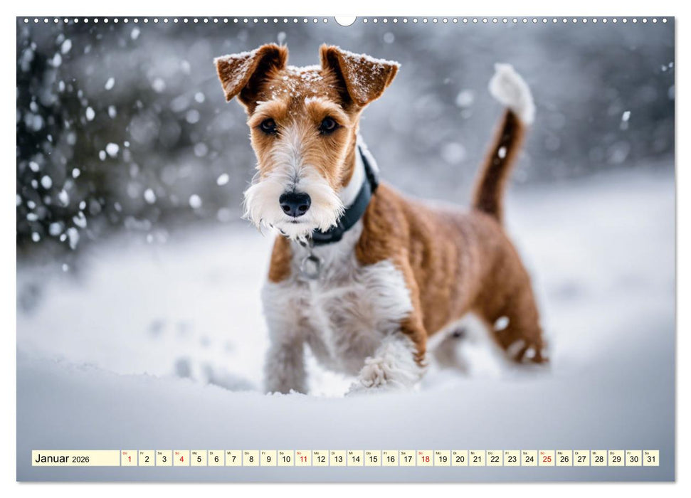Drahthaar-Foxterrier (CALVENDO Wandkalender 2026)