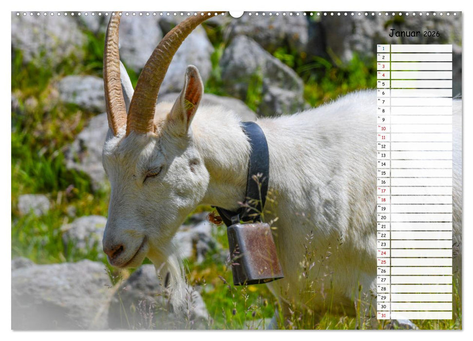 Ziegenfreude (CALVENDO Wandkalender 2026)