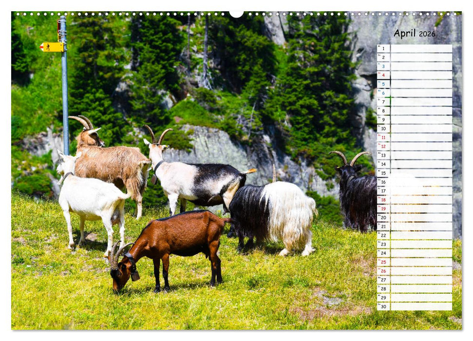 Ziegenfreude (CALVENDO Wandkalender 2026)