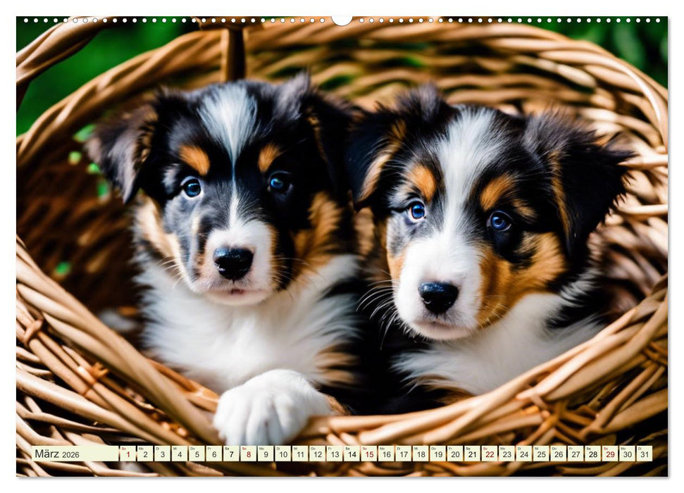 Traumhund Collie (CALVENDO Premium Wandkalender 2026)