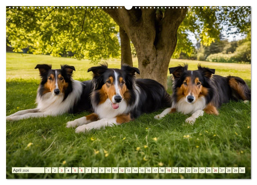 Traumhund Collie (CALVENDO Premium Wandkalender 2026)