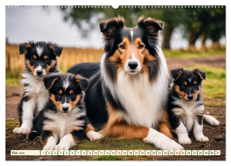 Traumhund Collie (CALVENDO Premium Wandkalender 2026)