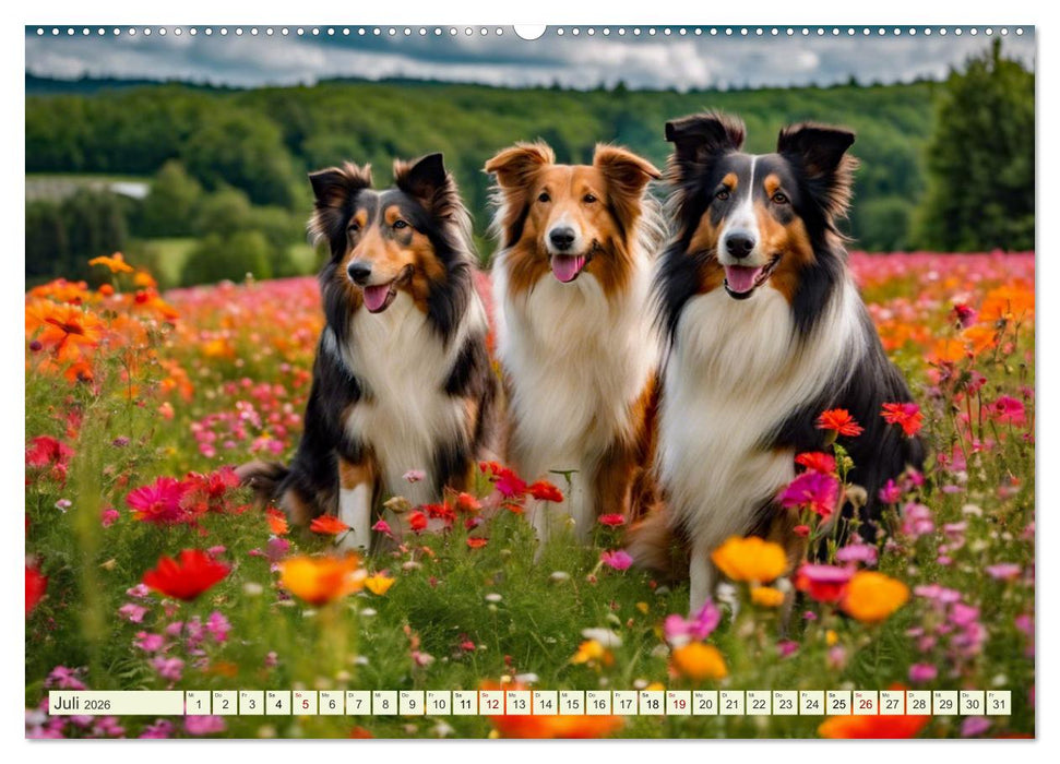 Traumhund Collie (CALVENDO Premium Wandkalender 2026)