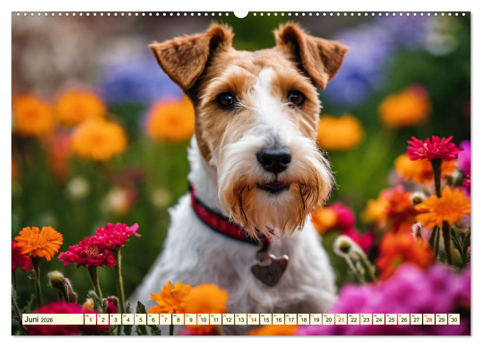 Drahthaar-Foxterrier (CALVENDO Premium Wandkalender 2026)