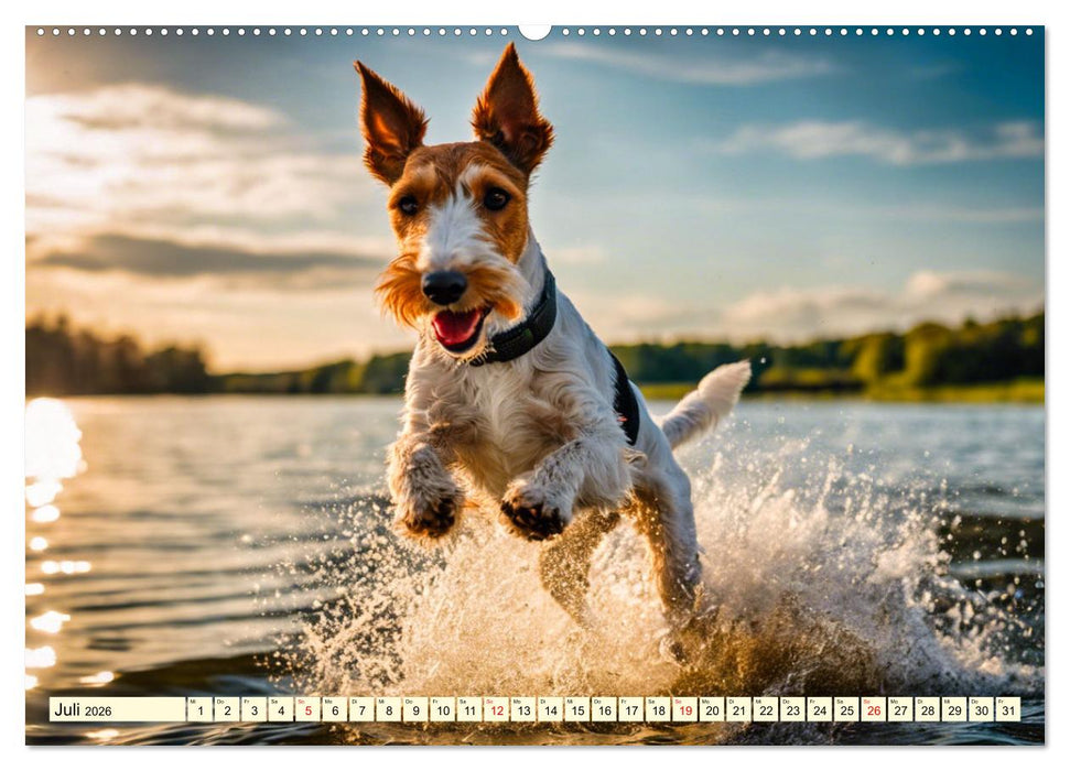 Drahthaar-Foxterrier (CALVENDO Premium Wandkalender 2026)