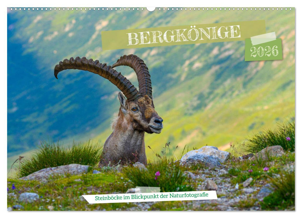 Bergkönige - Steinböcke im Blickpunkt der Naturfotografie (CALVENDO Wandkalender 2026)