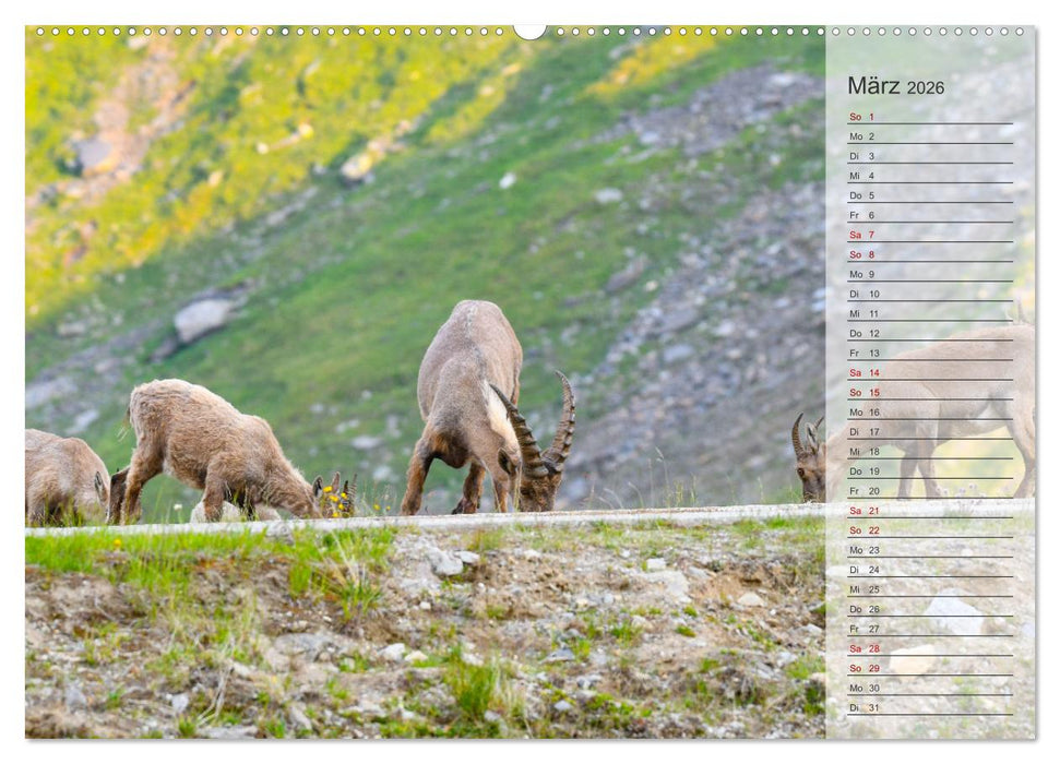 Bergkönige - Steinböcke im Blickpunkt der Naturfotografie (CALVENDO Wandkalender 2026)