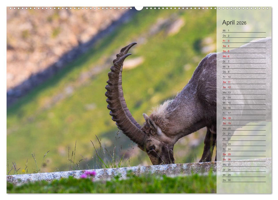Bergkönige - Steinböcke im Blickpunkt der Naturfotografie (CALVENDO Wandkalender 2026)