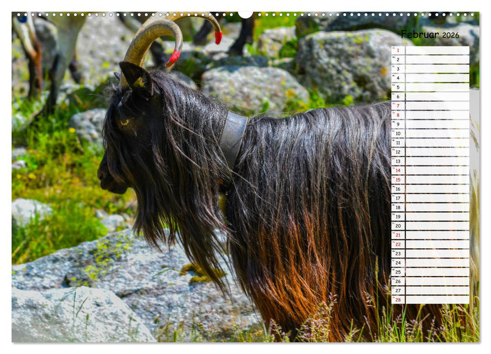 Ziegenfreude (CALVENDO Premium Wandkalender 2026)