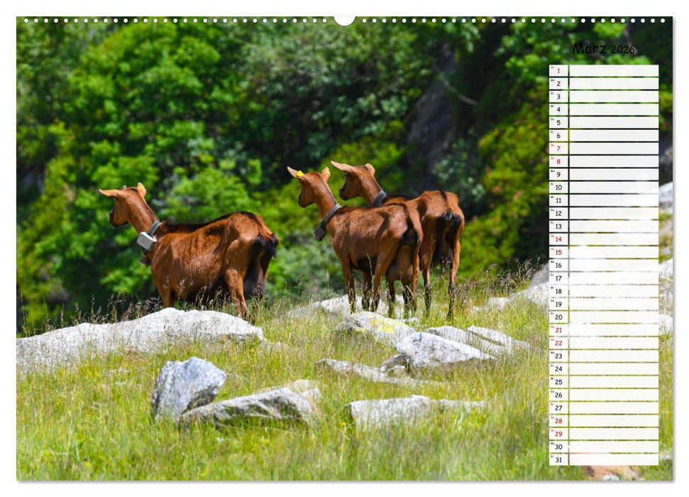 Ziegenfreude (CALVENDO Premium Wandkalender 2026)