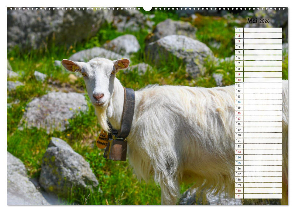 Ziegenfreude (CALVENDO Premium Wandkalender 2026)
