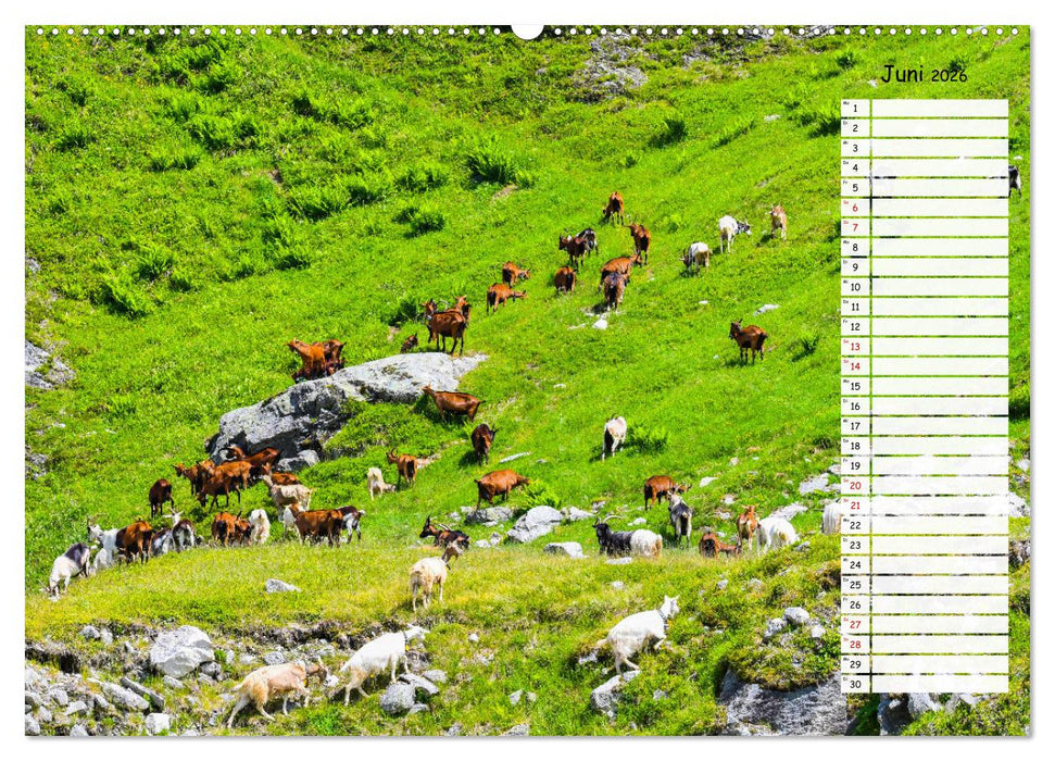 Ziegenfreude (CALVENDO Premium Wandkalender 2026)