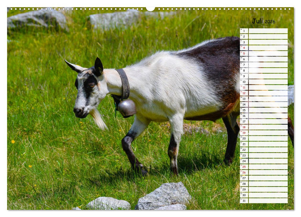 Ziegenfreude (CALVENDO Premium Wandkalender 2026)