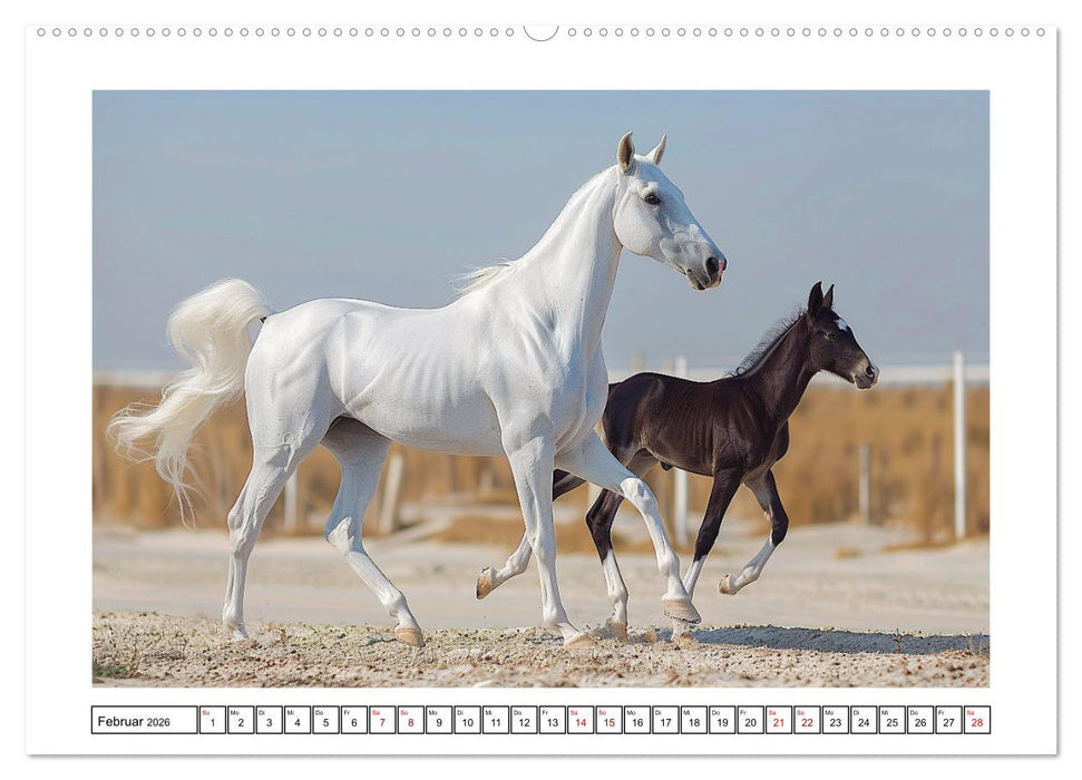 Bezaubernde Eleganz weißer Pferde (CALVENDO Premium Wandkalender 2026)