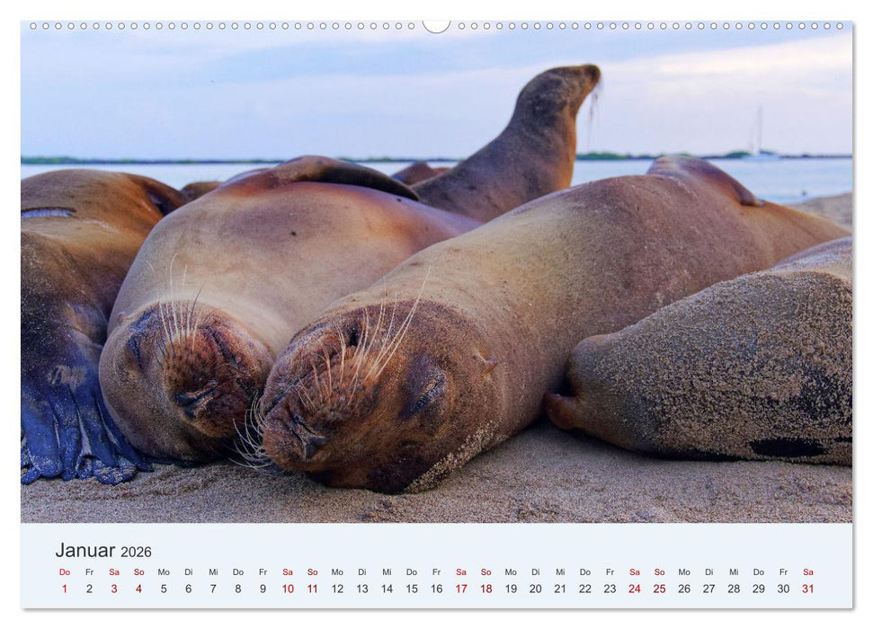 Entdecke Galapagos (CALVENDO Premium Wandkalender 2026)