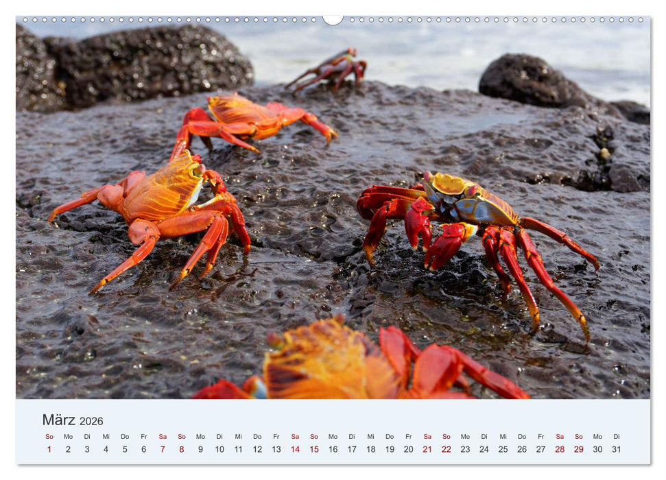 Entdecke Galapagos (CALVENDO Premium Wandkalender 2026)