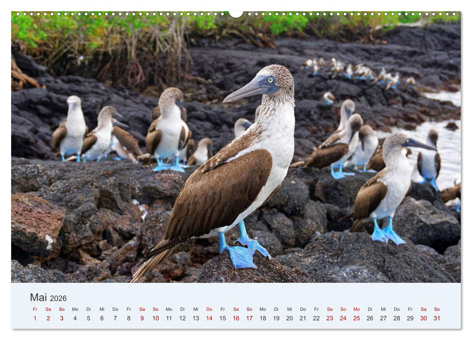 Entdecke Galapagos (CALVENDO Premium Wandkalender 2026)