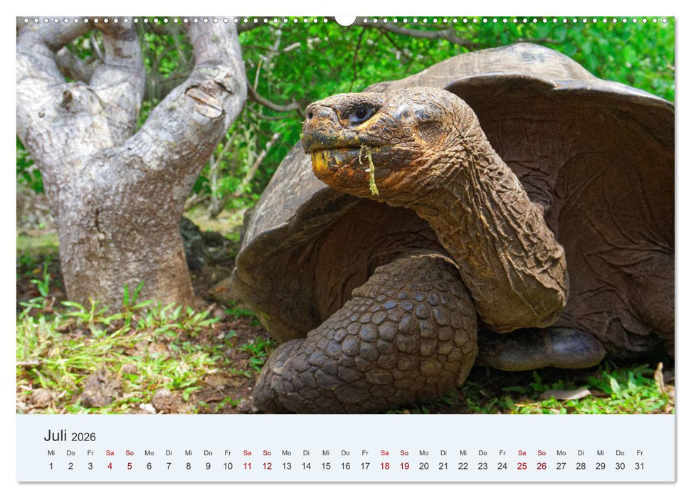 Entdecke Galapagos (CALVENDO Premium Wandkalender 2026)