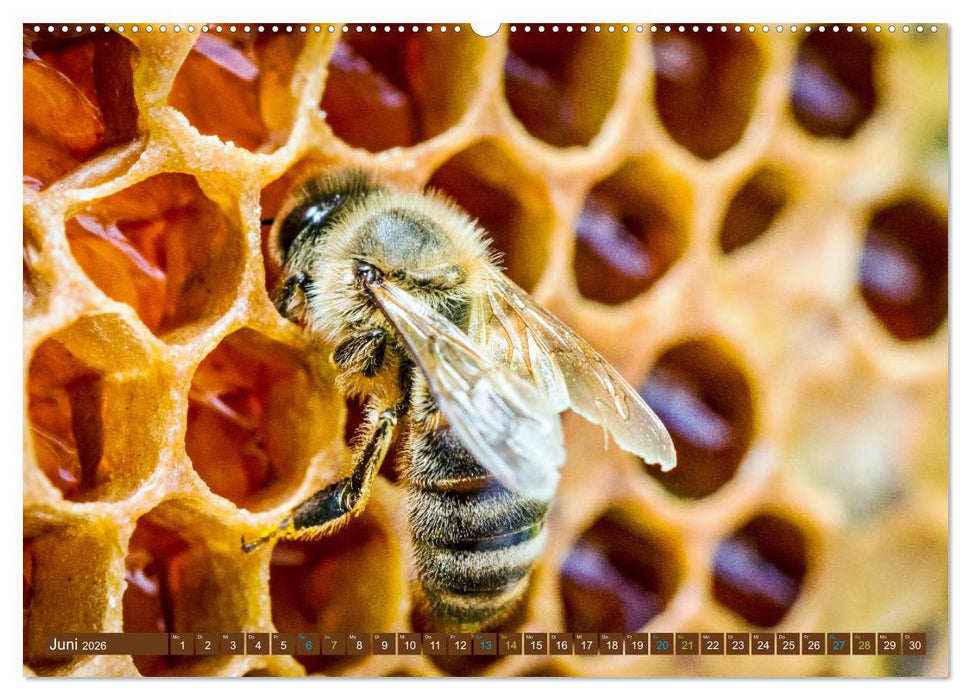HONIG - flüssiges Gold (CALVENDO Wandkalender 2026)