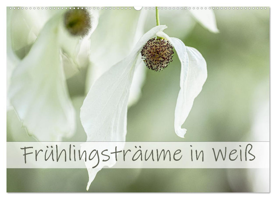 Frühlingsträume in Weiß (CALVENDO Wandkalender 2026)