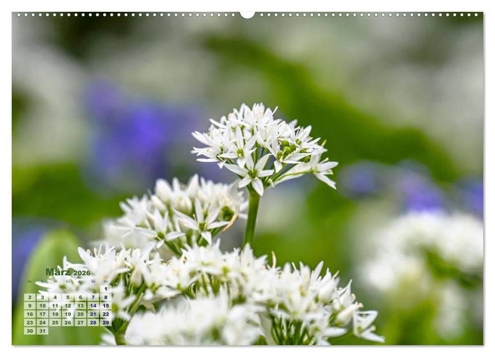Frühlingsträume in Weiß (CALVENDO Wandkalender 2026)