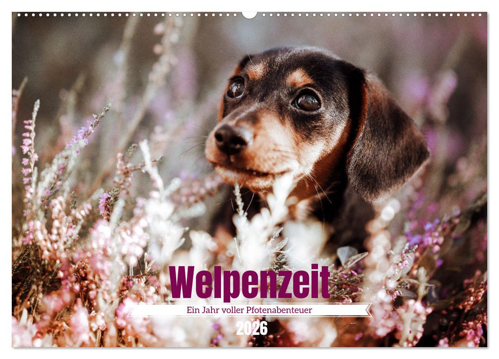 Welpenzeit - Ein Jahr voller spannender Pfotenabenteuer (CALVENDO Wandkalender 2026)