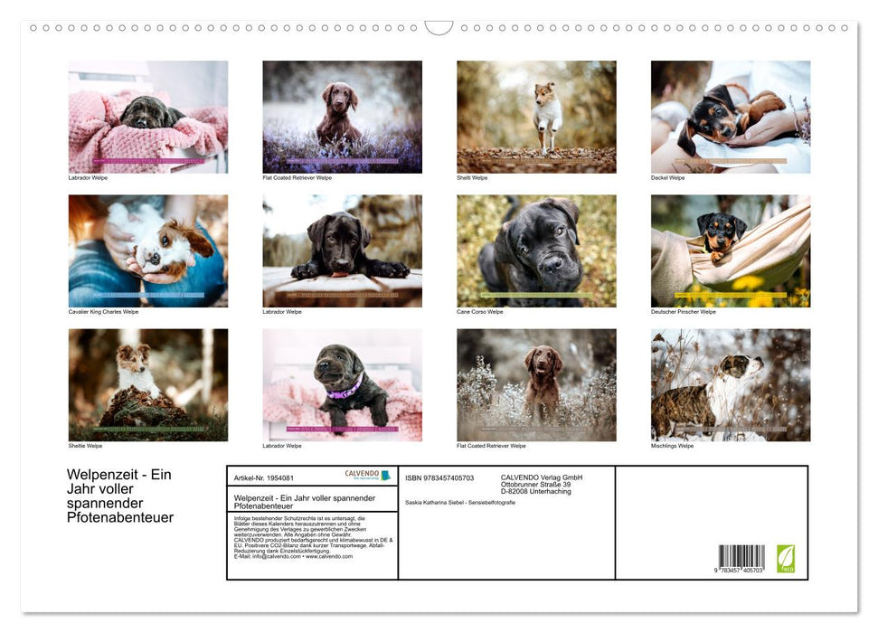 Welpenzeit - Ein Jahr voller spannender Pfotenabenteuer (CALVENDO Wandkalender 2026)