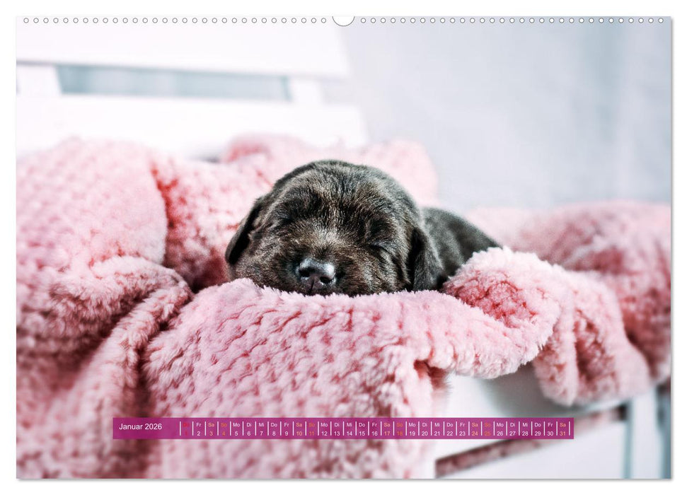 Welpenzeit - Ein Jahr voller spannender Pfotenabenteuer (CALVENDO Wandkalender 2026)