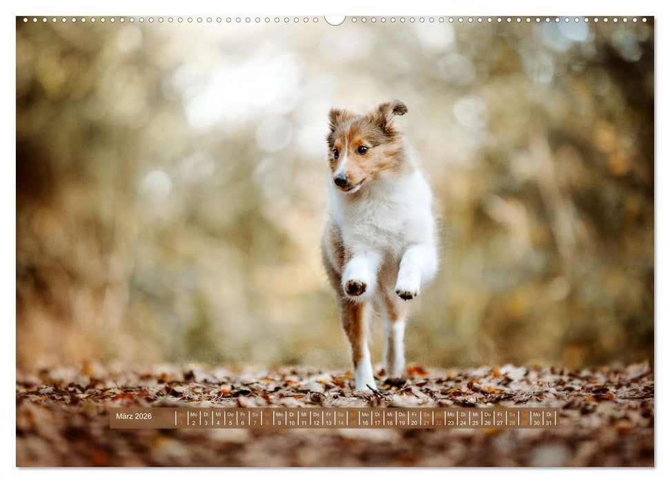 Welpenzeit - Ein Jahr voller spannender Pfotenabenteuer (CALVENDO Wandkalender 2026)