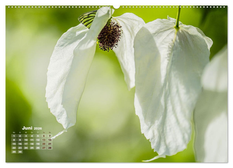 Frühlingsträume in Weiß (CALVENDO Premium Wandkalender 2026)