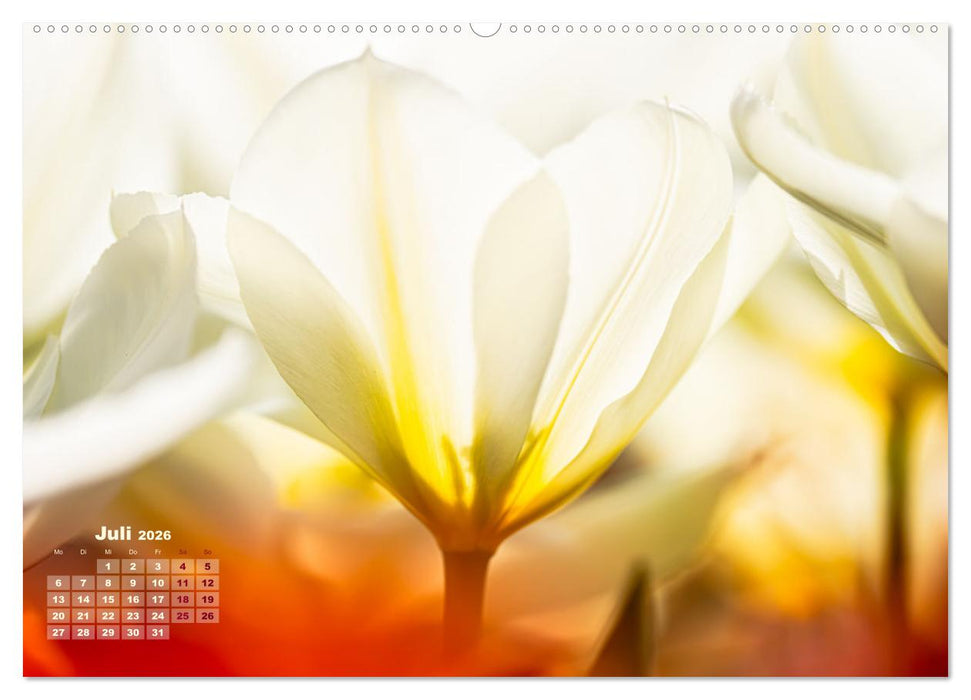 Frühlingsträume in Weiß (CALVENDO Premium Wandkalender 2026)