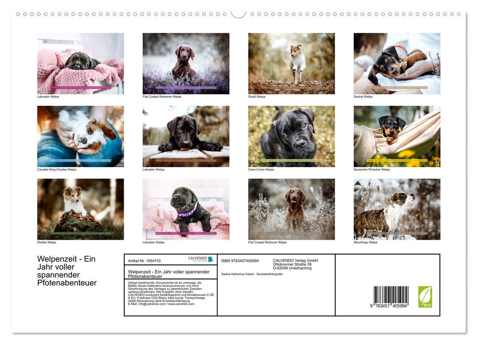 Welpenzeit - Ein Jahr voller spannender Pfotenabenteuer (CALVENDO Premium Wandkalender 2026)
