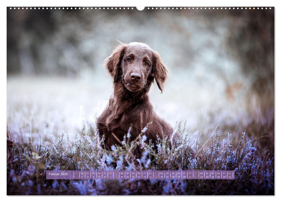 Welpenzeit - Ein Jahr voller spannender Pfotenabenteuer (CALVENDO Premium Wandkalender 2026)
