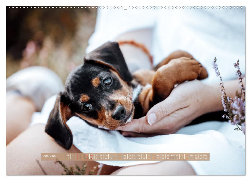 Welpenzeit - Ein Jahr voller spannender Pfotenabenteuer (CALVENDO Premium Wandkalender 2026)