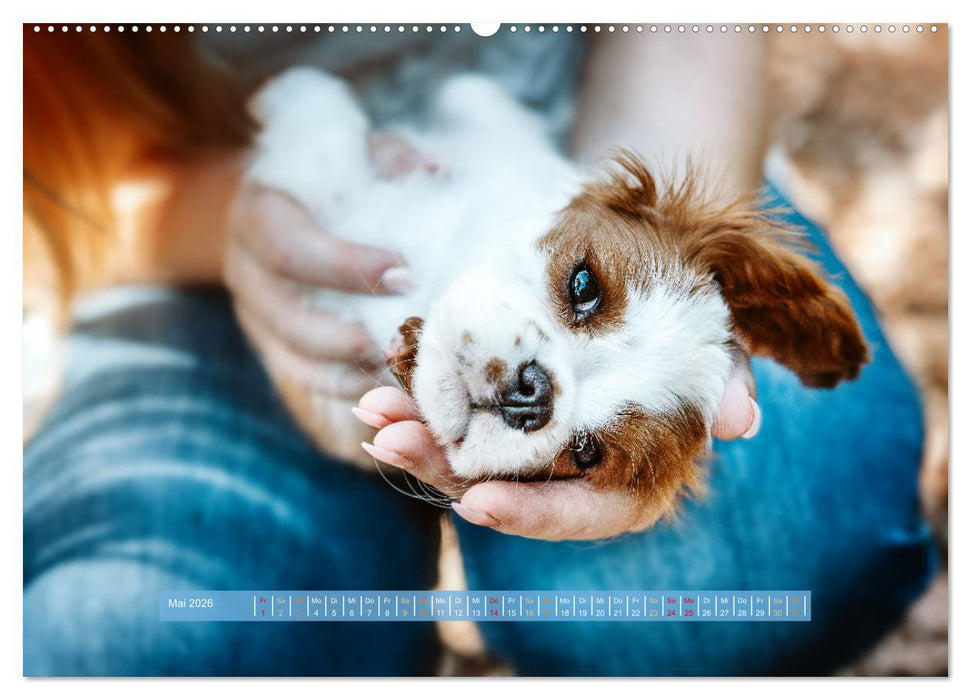 Welpenzeit - Ein Jahr voller spannender Pfotenabenteuer (CALVENDO Premium Wandkalender 2026)