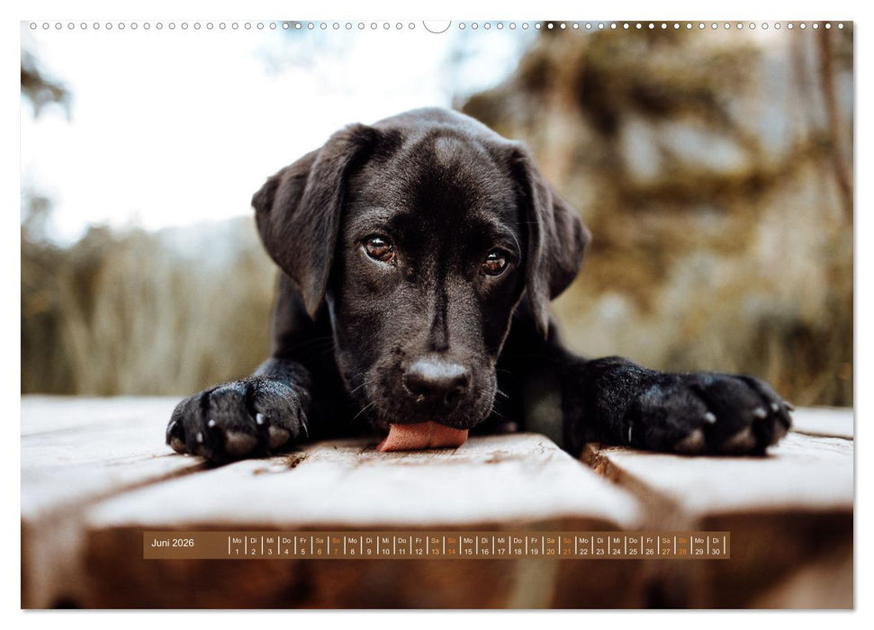 Welpenzeit - Ein Jahr voller spannender Pfotenabenteuer (CALVENDO Premium Wandkalender 2026)