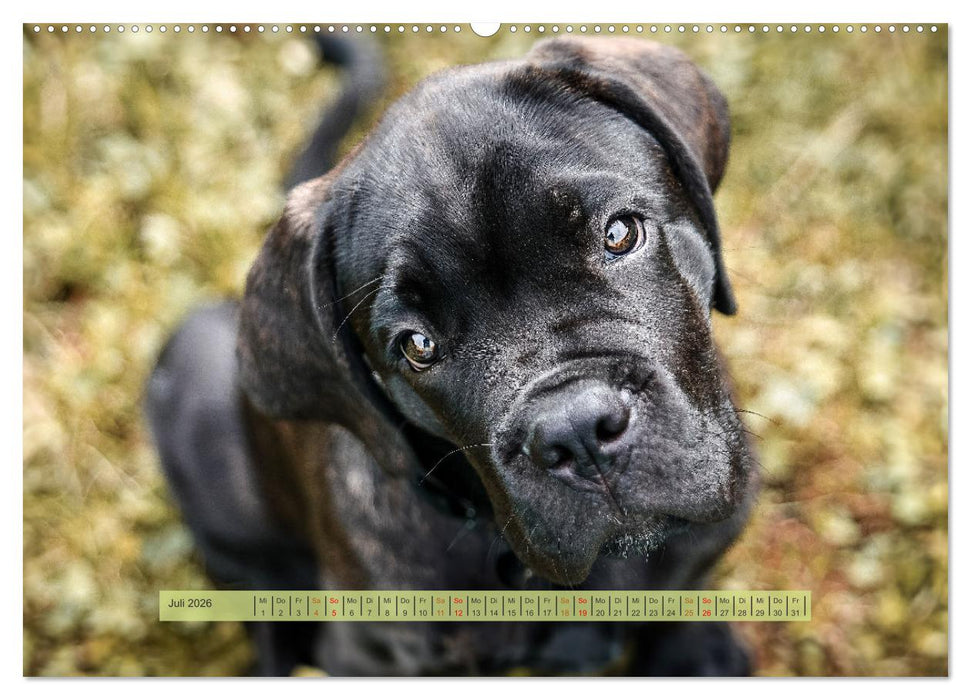 Welpenzeit - Ein Jahr voller spannender Pfotenabenteuer (CALVENDO Premium Wandkalender 2026)