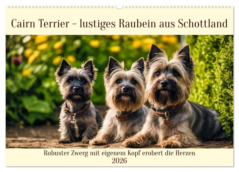 Cairn Terrier - lustiges Raubein aus Schottland (CALVENDO Wandkalender 2026)