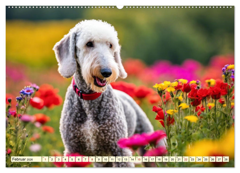 Bedlington Terrier - Hunde im Schafspelz (CALVENDO Premium Wandkalender 2026)