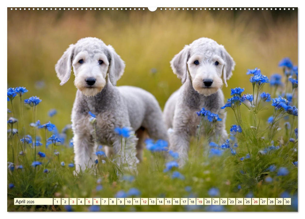 Bedlington Terrier - Hunde im Schafspelz (CALVENDO Premium Wandkalender 2026)