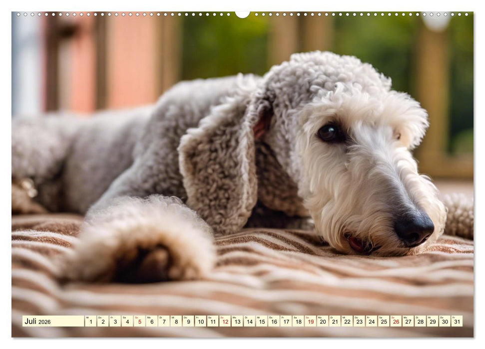 Bedlington Terrier - Hunde im Schafspelz (CALVENDO Premium Wandkalender 2026)