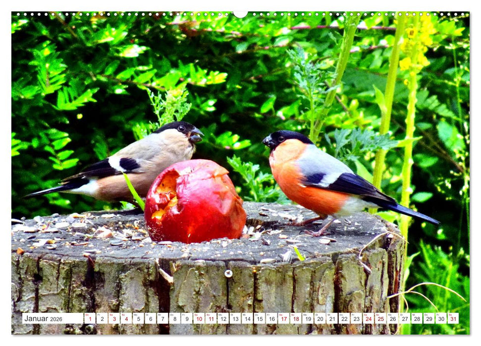 Herr und Frau Gimpel - Stammgäste im Garten (CALVENDO Premium Wandkalender 2026)