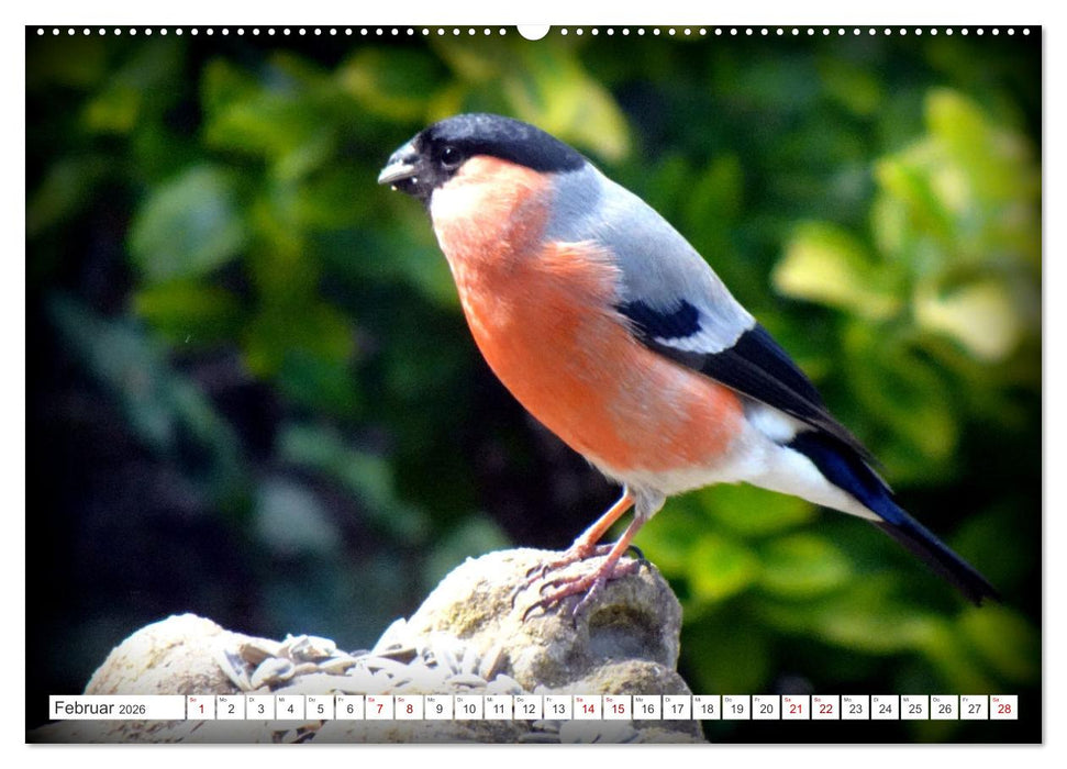 Herr und Frau Gimpel - Stammgäste im Garten (CALVENDO Premium Wandkalender 2026)
