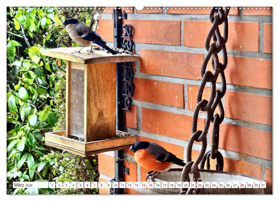 Herr und Frau Gimpel - Stammgäste im Garten (CALVENDO Premium Wandkalender 2026)