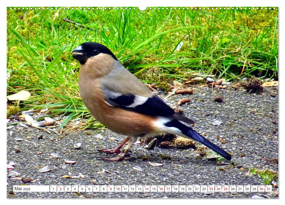 Herr und Frau Gimpel - Stammgäste im Garten (CALVENDO Premium Wandkalender 2026)